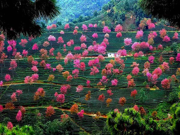 无量山樱花谷