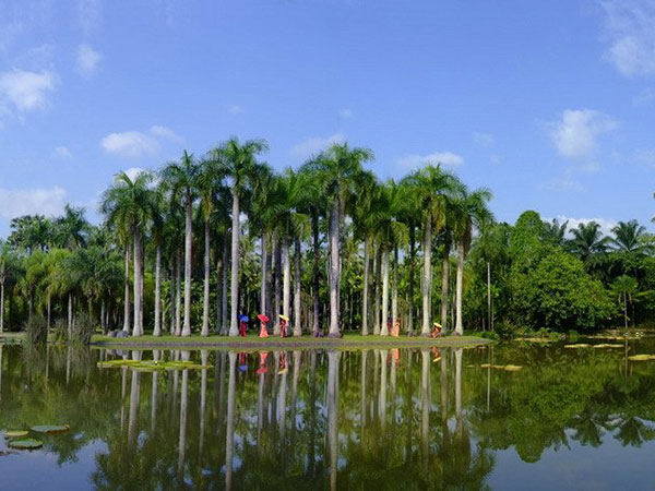 勐仑植物园